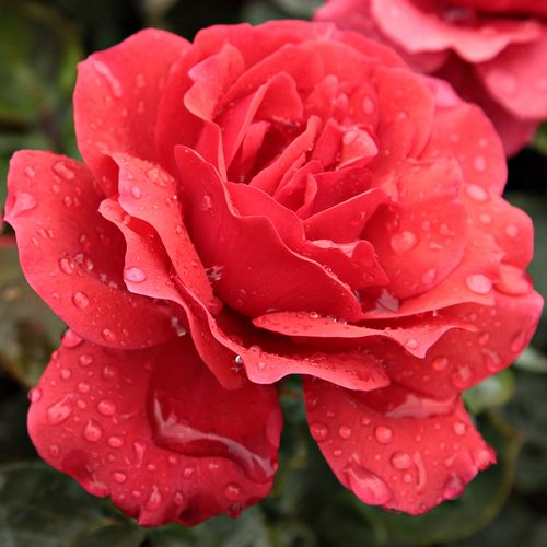 E-commerce, vendita, rose, in, vaso rose grandiflora - floribunda - rosso - Rosa Sammetglut® - rosa dal profumo discreto - Wilhelm J.H. Kordes II. - Brillante, di colore rosso, rosa cespugliosa.